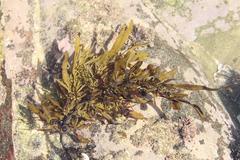 Sargassum incisifolium