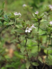 Satureja hortensis