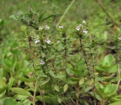 Satureja hortensis