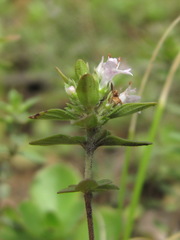 Satureja hortensis