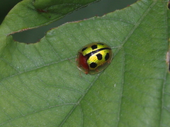 Chiridopsis bowringii