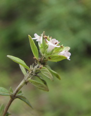 Satureja hortensis