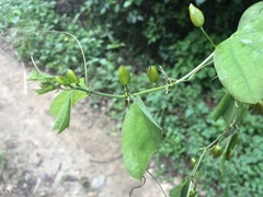 Passiflora bicornis