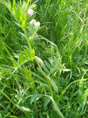 Vicia lutea