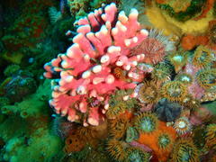 Stylaster nobilis