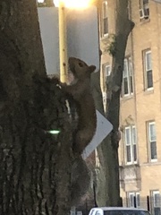 Sciurus carolinensis