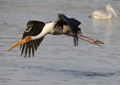 Mycteria leucocephala