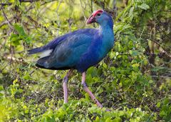 Porphyrio poliocephalus