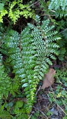 Polystichum piceopaleaceum