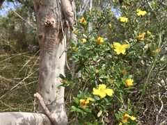 Hibbertia bracteata