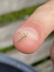 Blastobasis lacticolella