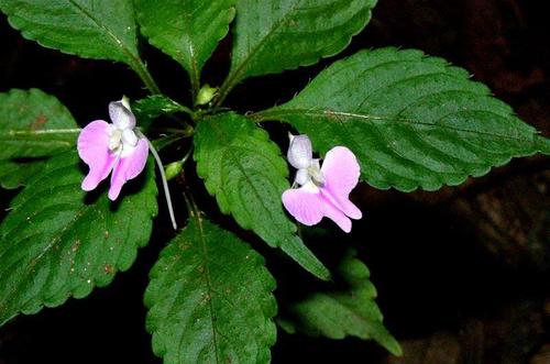 Impatiens hochstetteri subsp. hochstetteri image