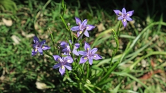 Moraea bipartita