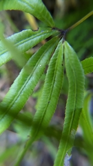 Pteris dactylina