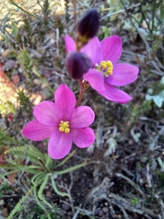 Ixia erubescens