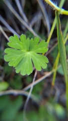 Geranium suzukii
