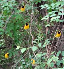 Ploceus intermedius cabanisii