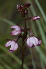 Eulophia zeyheriana