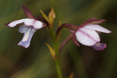 Eulophia zeyheriana