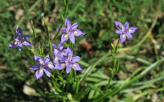Moraea bipartita