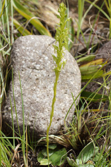 Habenaria lithophila