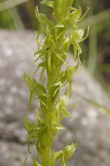 Habenaria lithophila