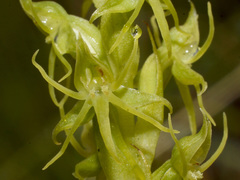 Habenaria lithophila