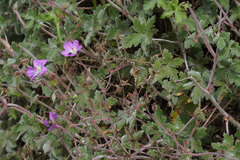 Geranium pulchrum