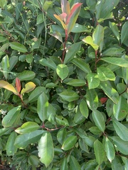 Photinia serrulata