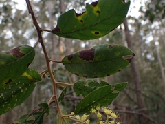 Pomaderris intermedia