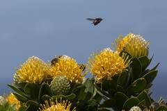 Trichostetha capensis