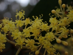 Pomaderris intermedia