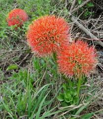 Scadoxus multiflorus multiflorus