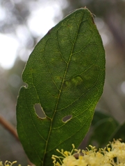 Pomaderris intermedia