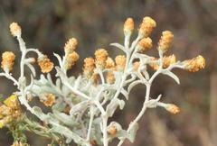 Helichrysum cylindriflorum