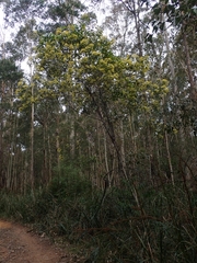 Pomaderris intermedia