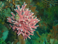 Stylaster nobilis