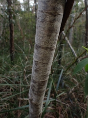 Pomaderris intermedia