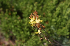 Bulbine lagopus