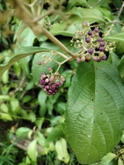 Callicarpa candicans
