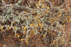 Helichrysum cylindriflorum