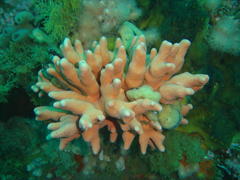 Stylaster nobilis