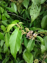 Callicarpa candicans