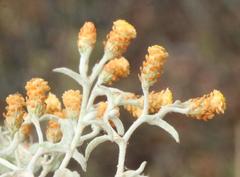 Helichrysum cylindriflorum