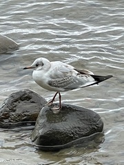 Chroicocephalus ridibundus