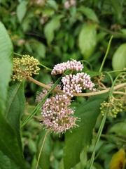 Callicarpa candicans