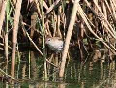 Acrocephalus gracilirostris gracilirostris