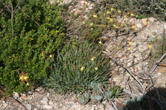 Bulbine lagopus