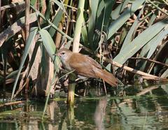 Acrocephalus gracilirostris gracilirostris