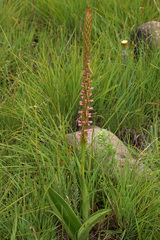 Satyrium neglectum neglectum